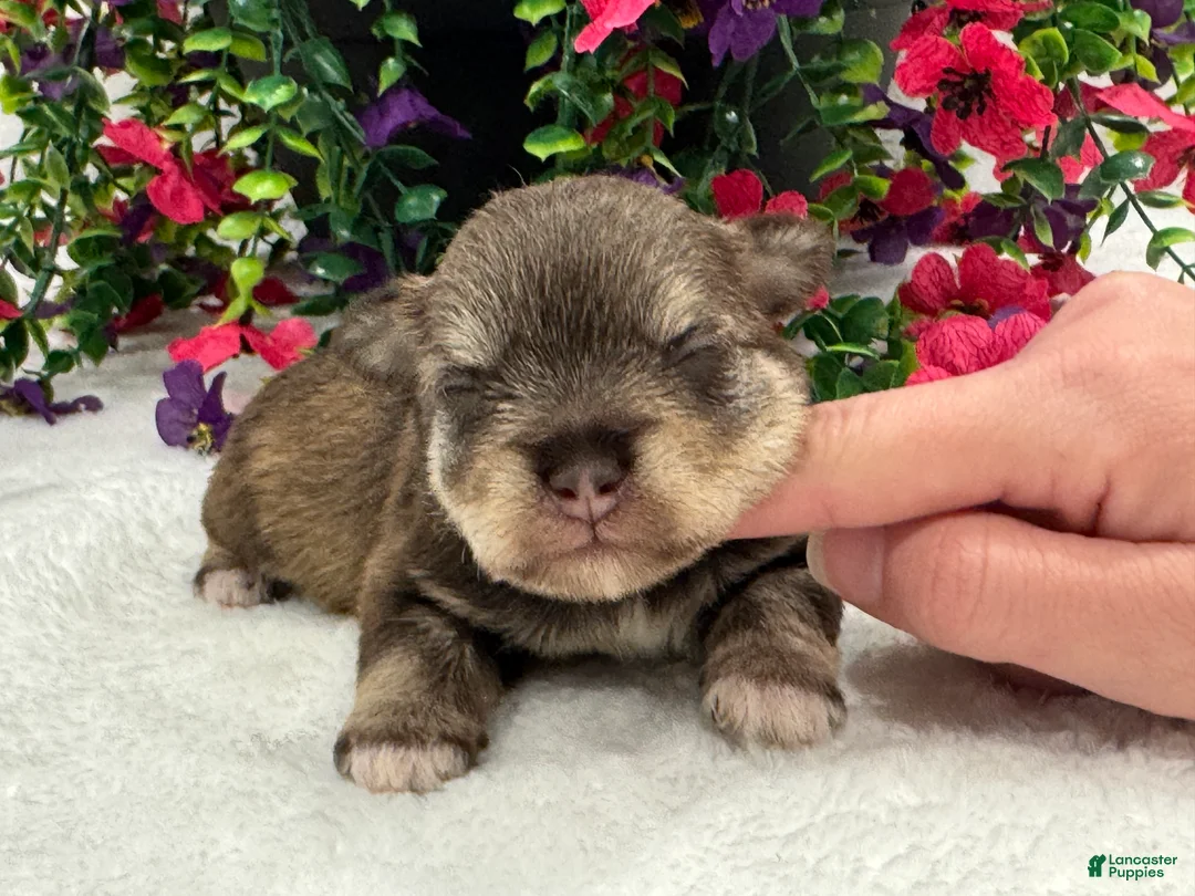 Miniature Schnauzer dogs for sale: Miracle Female 2 - Ad 4