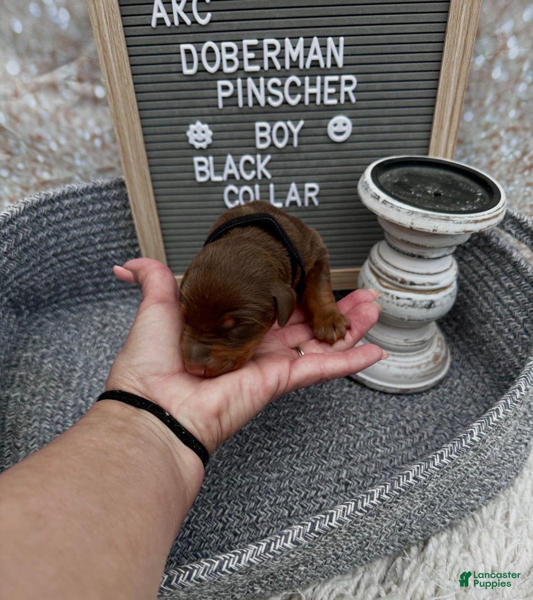 Doberman Pinscher dogs for sale: Red boy, black collar - Ad 1