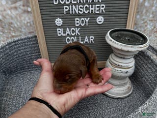 Doberman Pinscher dogs Red boy, black collar - Ad 10