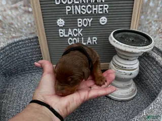 Doberman Pinscher dogs Red boy, black collar - Ad 16