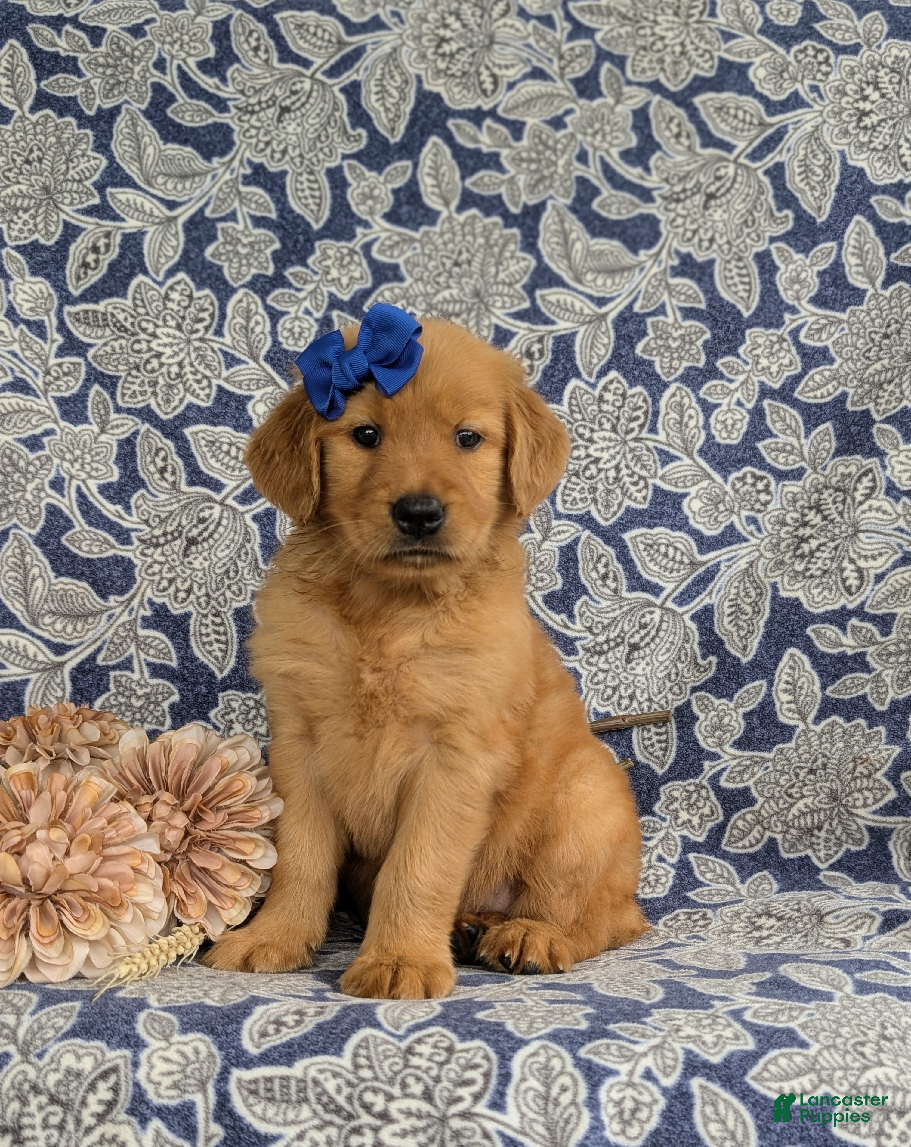 Golden Retriever dogs Zahara AKC Reg - Ad 1