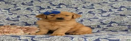 Golden Retriever dogs for sale: Zahara AKC Reg - Ad 1