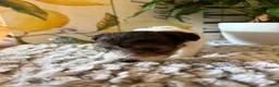 Wire Fox Terrier dogs for sale: Clawhauser - Ad 6