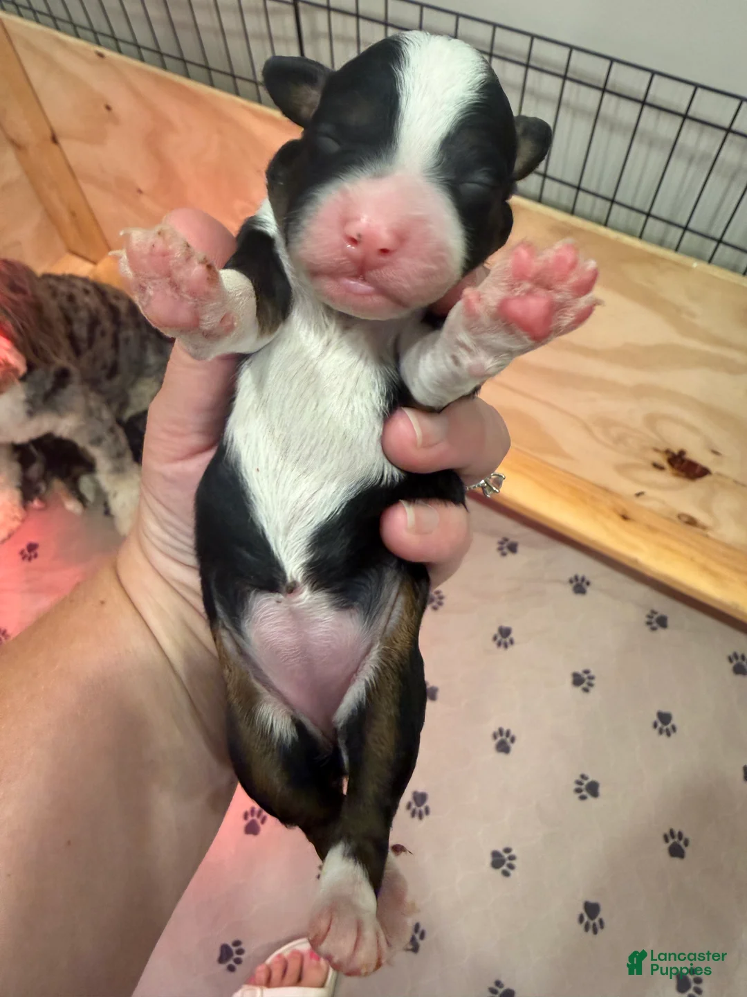 Mini Bernedoodle dogs for sale: Lily - Ad 2
