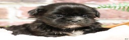 Shih Tzu dogs for sale: Harper - Ad 7