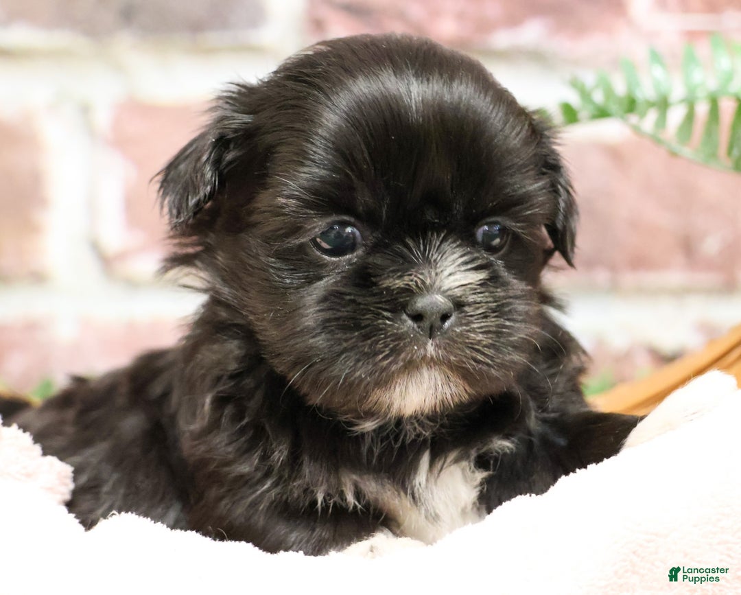 Shih Tzu dogs for sale: Harper - Ad 7