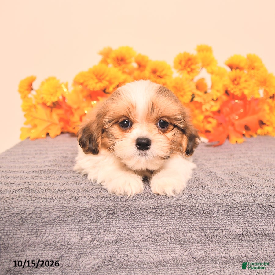 Shih Tzu dogs George - Ad 2