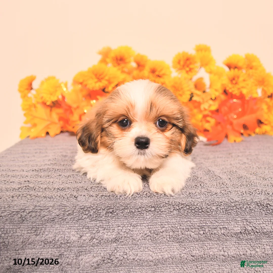 Shih Tzu dogs for sale: George - Ad 2