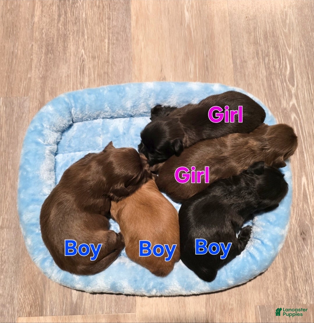Shih Tzu dogs for sale: Shih Tzu Puppy 1 - Ad 1
