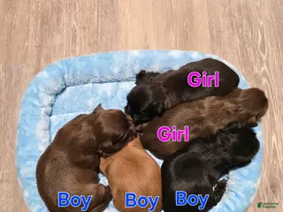 Shih Tzu dogs Shih Tzu Puppy 1 - Ad 37