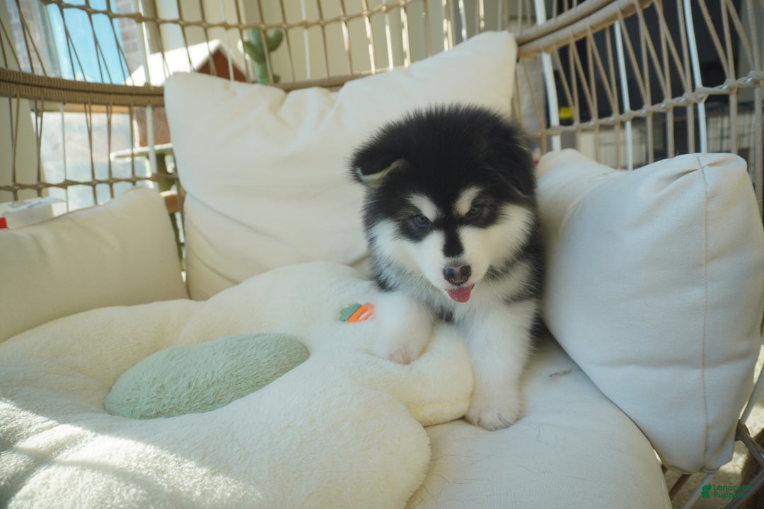 Alaskan Malamute dogs for sale: Xiao Zi - Ad 3