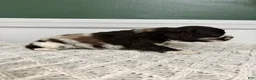 Cocker Spaniel dogs for sale: Cowboy - Ad 3