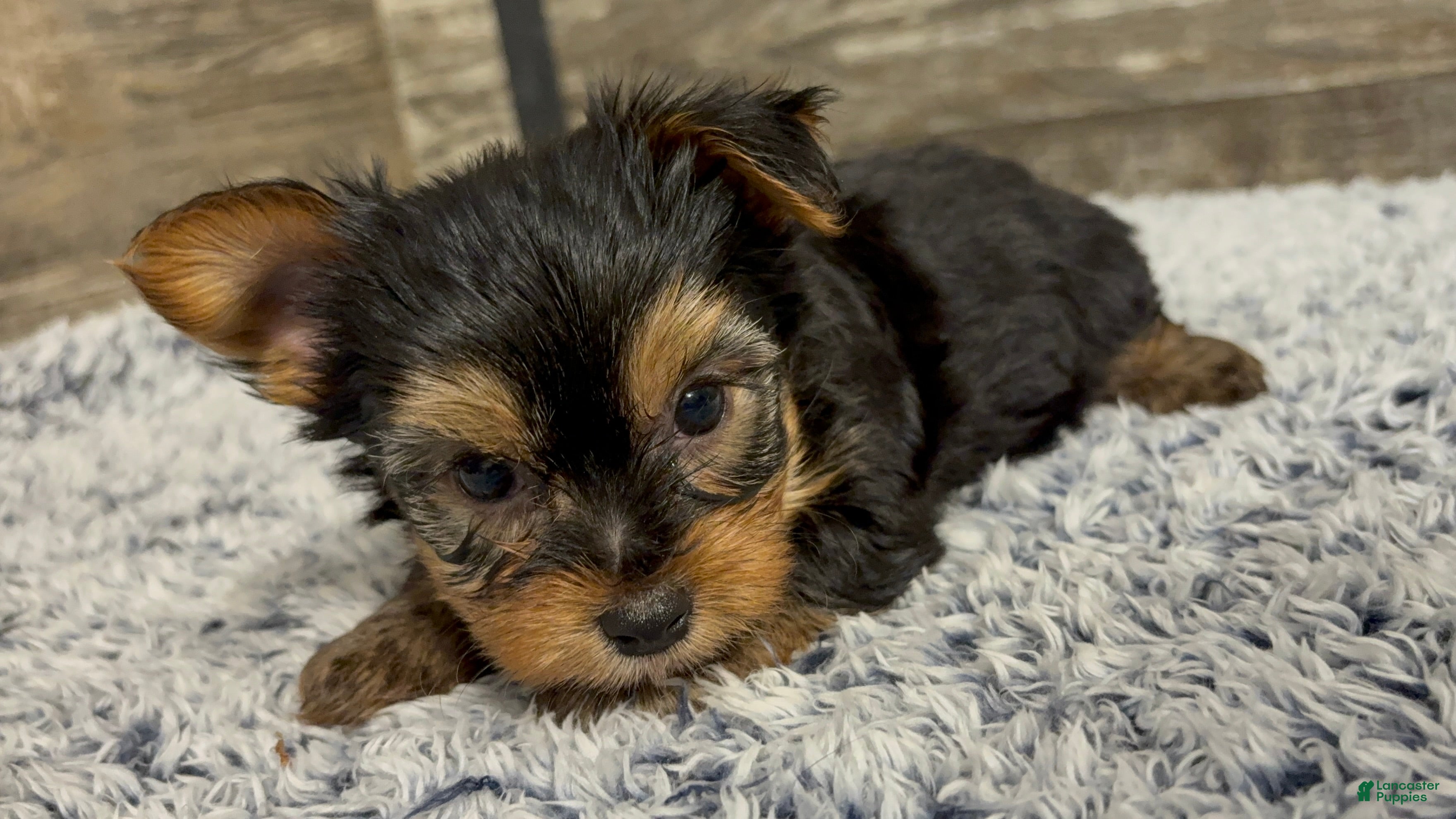 Yorkshire Terrier dogs Matthew - Ad 1