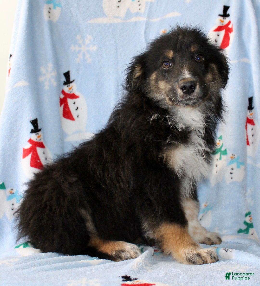 Australian Shepherd dogs for sale: Snickers - Ad 3