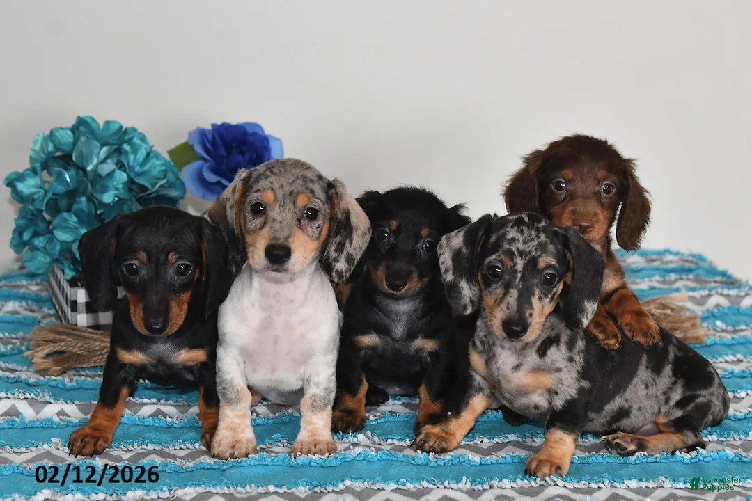 Miniature Dachshund dogs for sale: Fiona - Ad 5