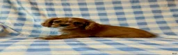 Cavapoo dogs for sale: Butch - Ad 3