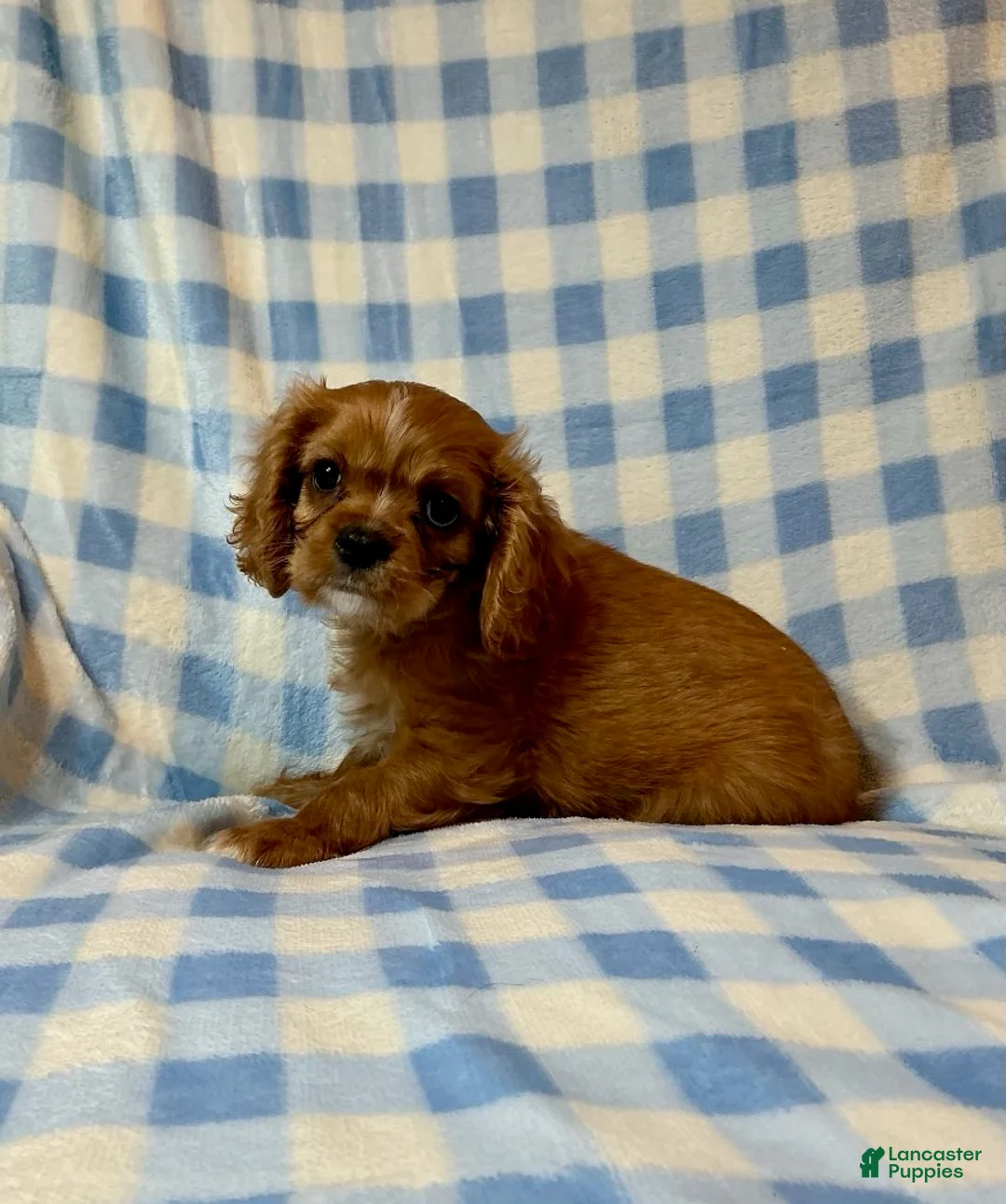 Cavapoo dogs for sale: Butch - Ad 3