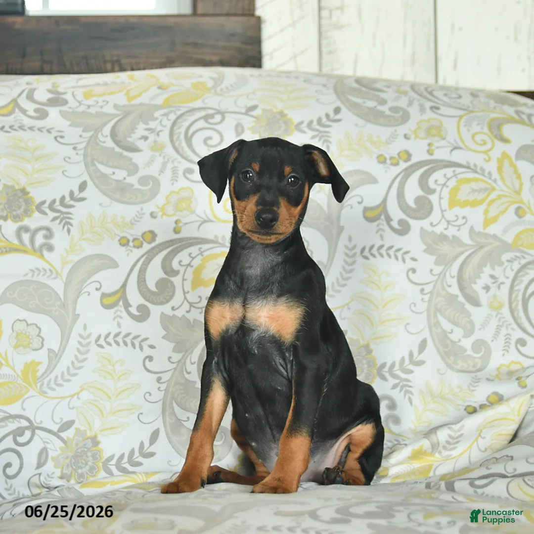 Miniature Pinscher dogs for sale: Hobbit  - Ad 1