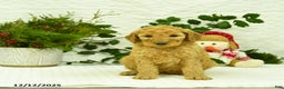 Goldendoodle dogs for sale: Eddie - Ad 4
