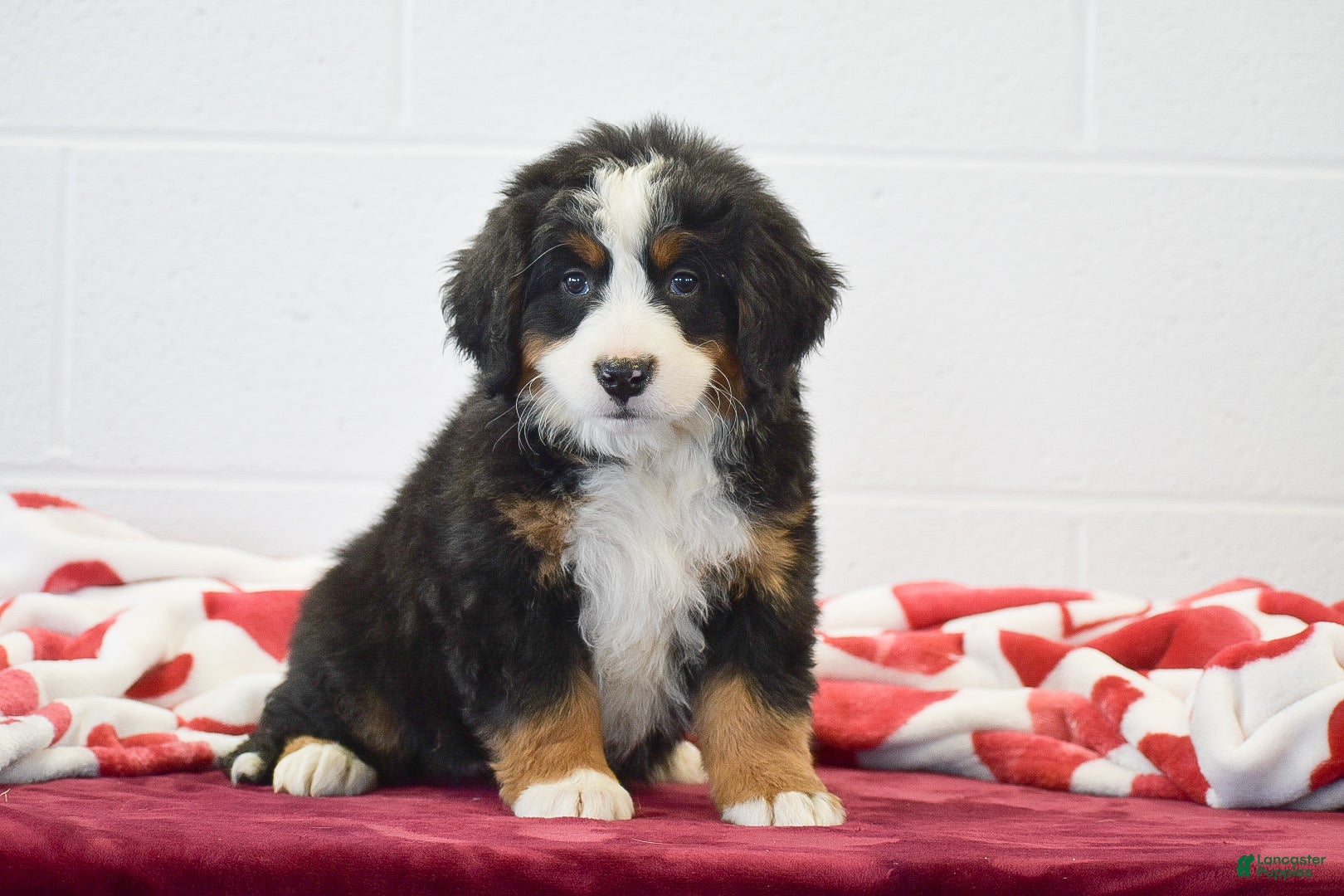 Bernese Mountain Dog dogs Rose - Ad 7