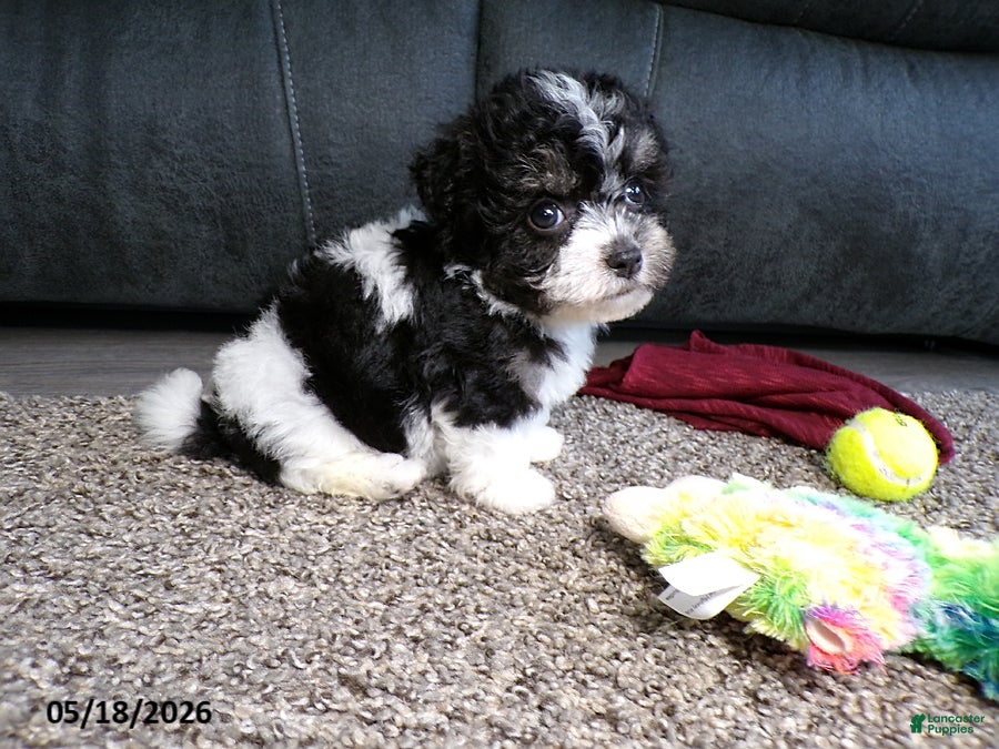 Havanese dogs Kesha - Ad 2