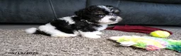 Havanese dogs for sale: Kesha - Ad 2