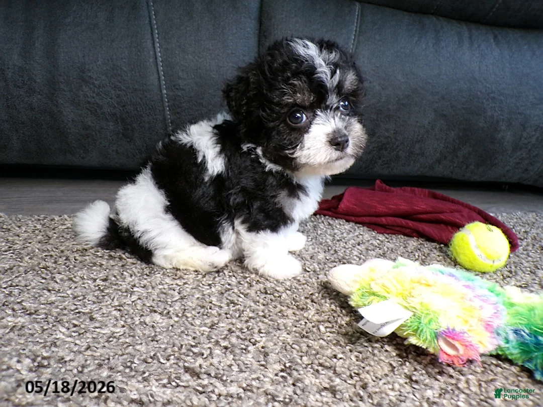Havanese dogs for sale: Kesha - Ad 2