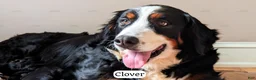 Bernedoodle dogs for sale: Ember - Ad 3