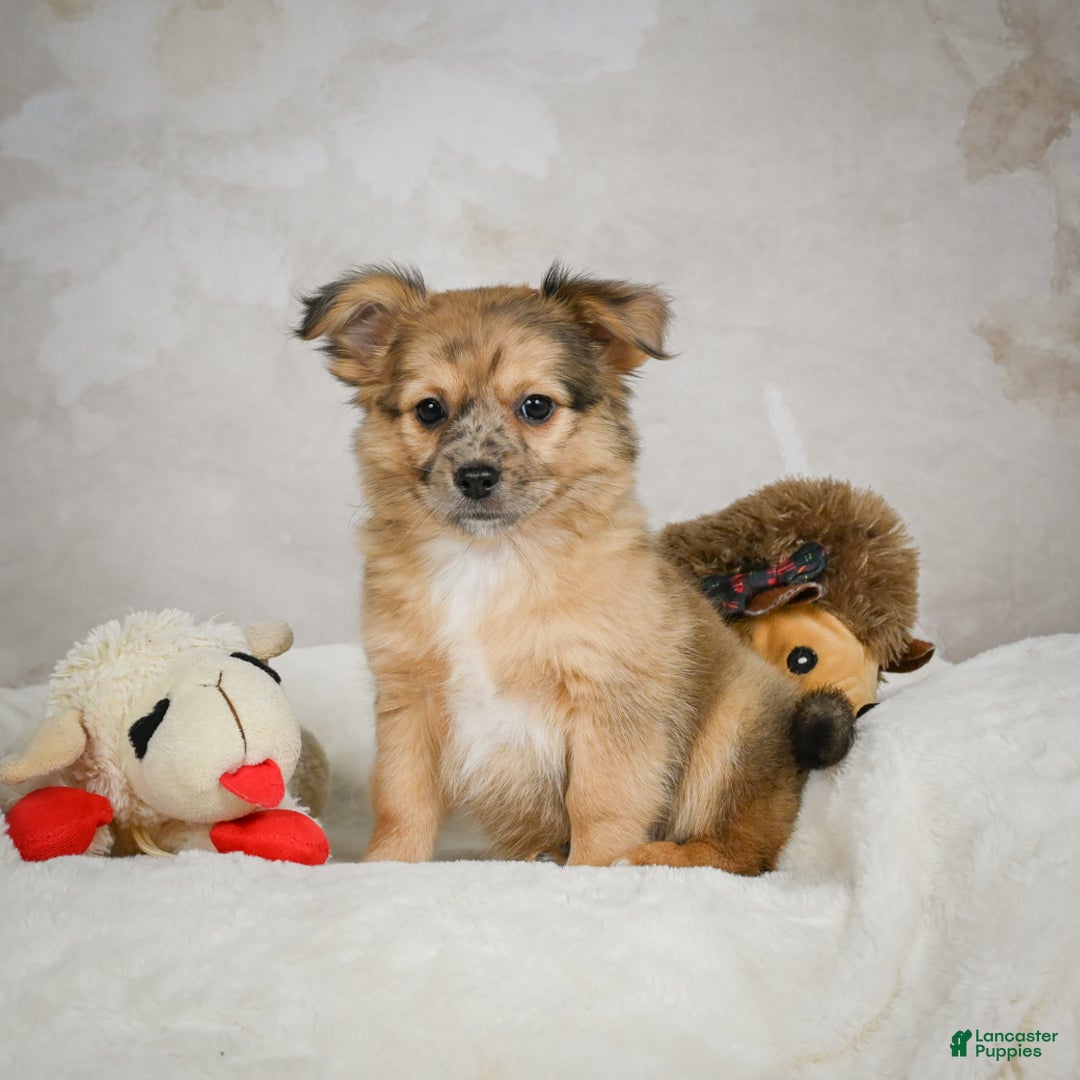 Chihuahua dogs for sale: Johnny - Ad 4