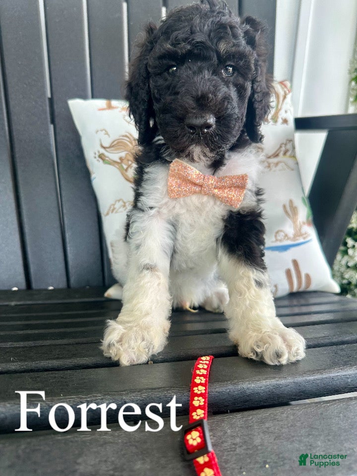 Standard Poodle dogs Forrest - Ad 1