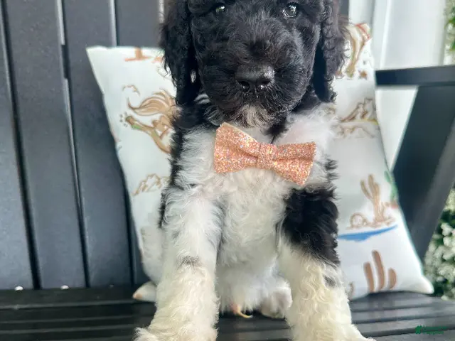 Standard Poodle dogs for sale: Forrest - Ad 2