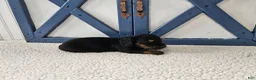 Miniature Dachshund dogs for sale: Barbie - Ad 4