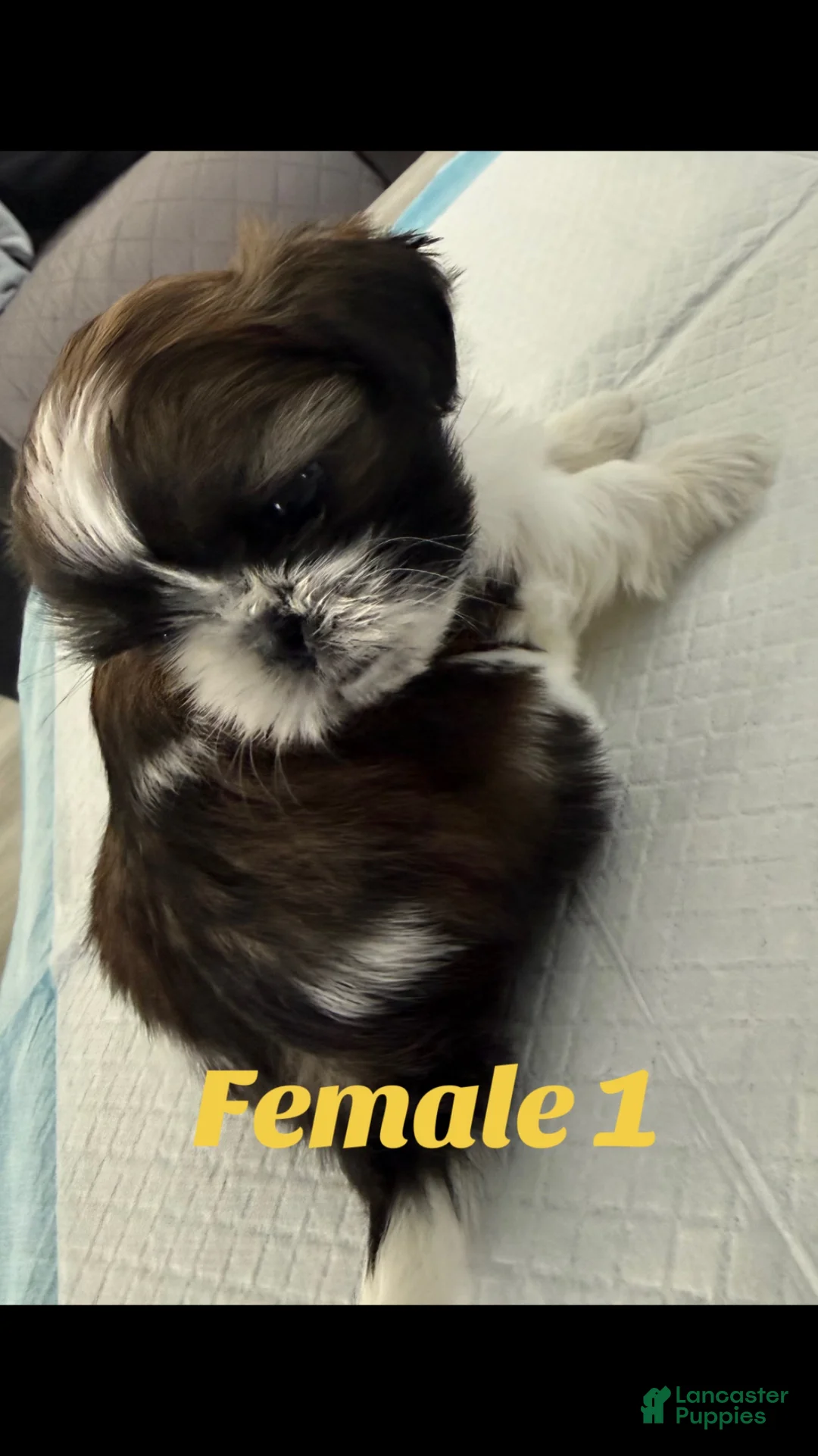 Shih Tzu dogs for sale: Shih Tzu Puppy 2 - Ad 1
