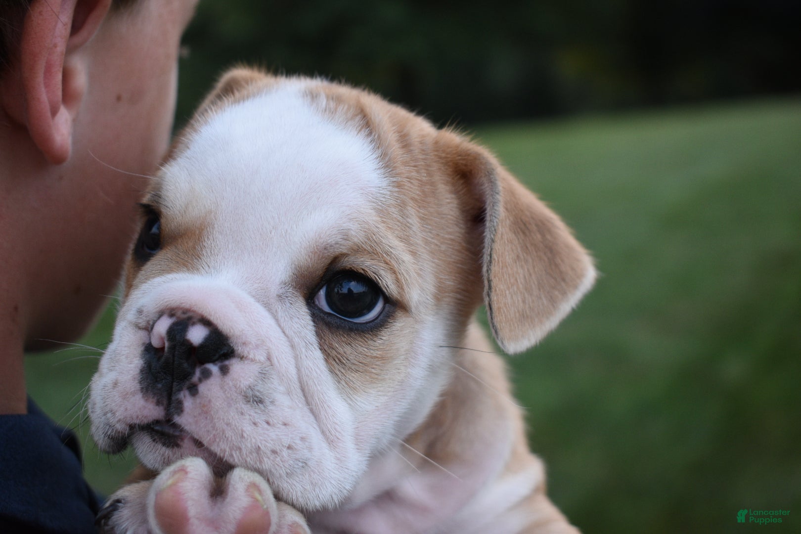 English Bulldog dogs Otis  - Ad 2