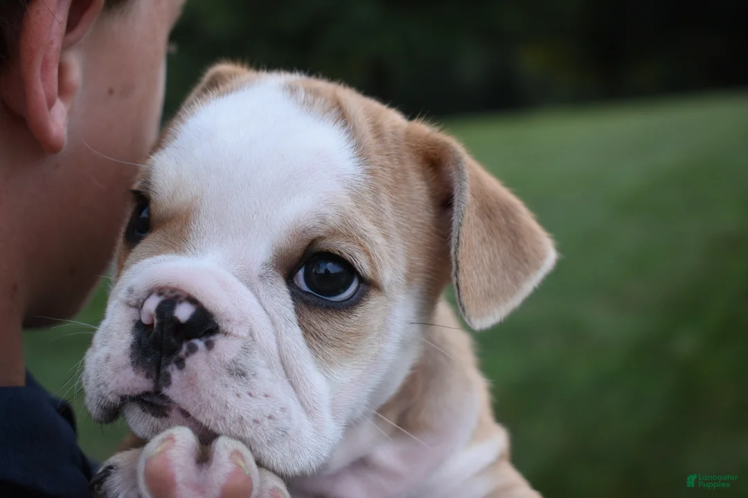 English Bulldog dogs for sale: Otis  - Ad 2