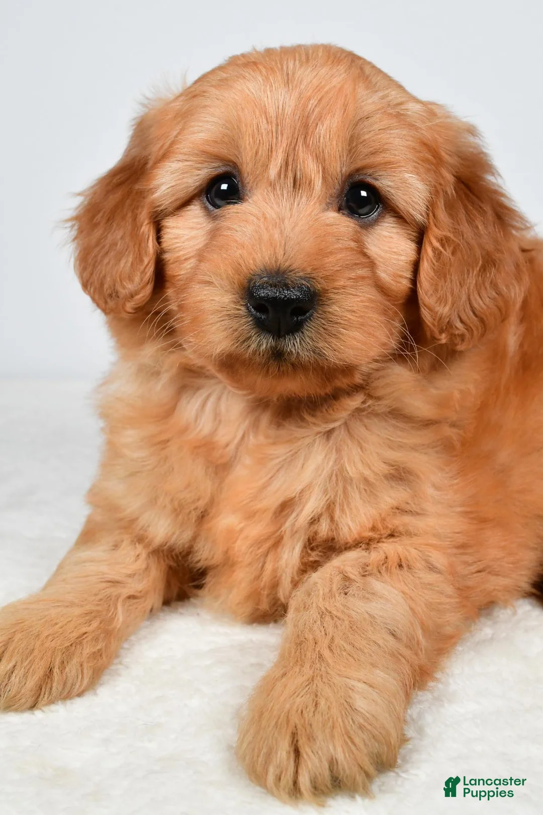 Mini Goldendoodle dogs for sale: Poppy - Ad 10