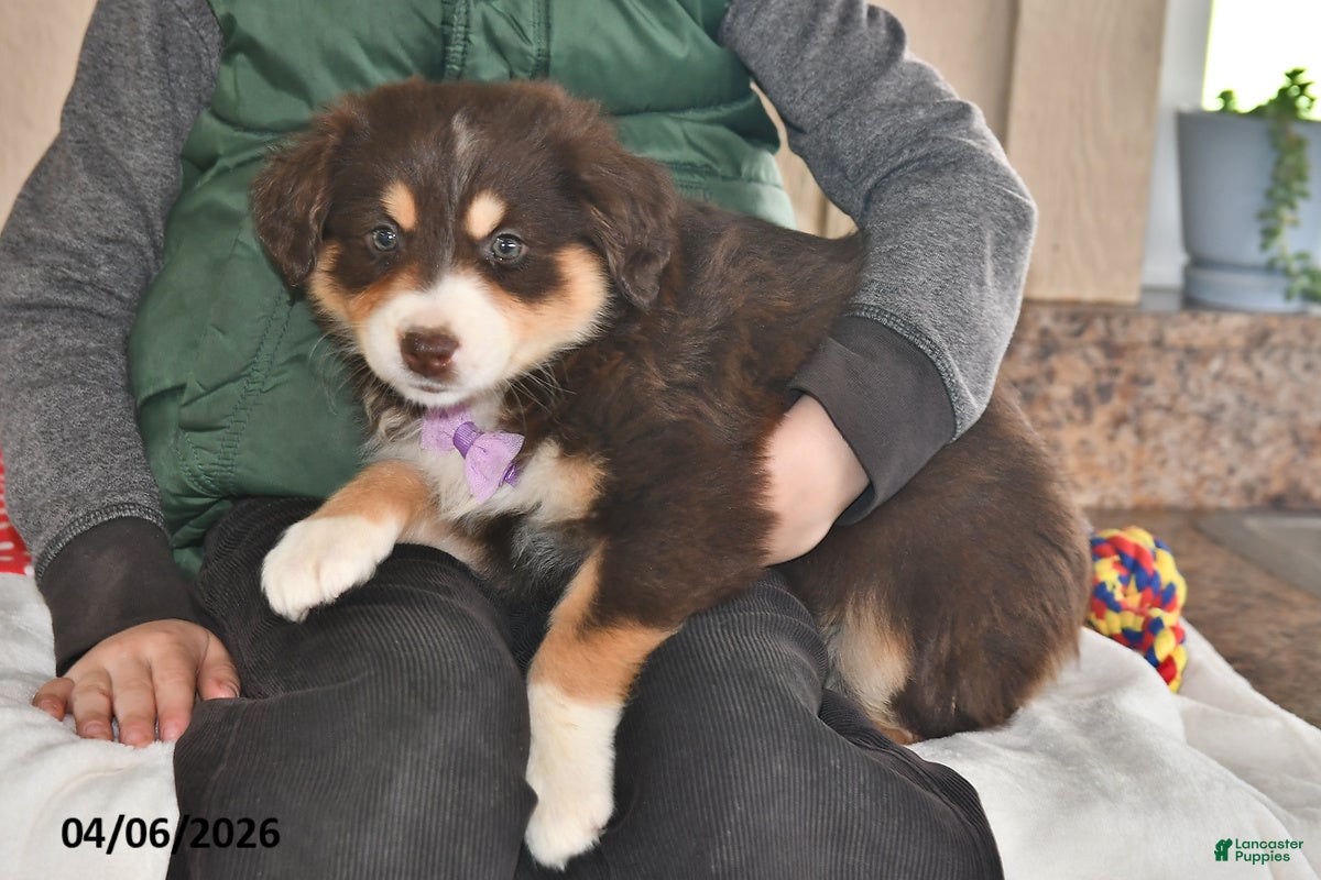 Australian Shepherd dogs Sophia  - Ad 2