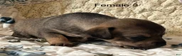 Chiweenie dogs for sale: Chiweenie 6 - Ad 4