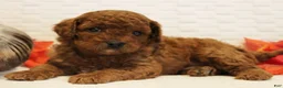 Cavapoo dogs for sale: Rootbeer - Ad 1