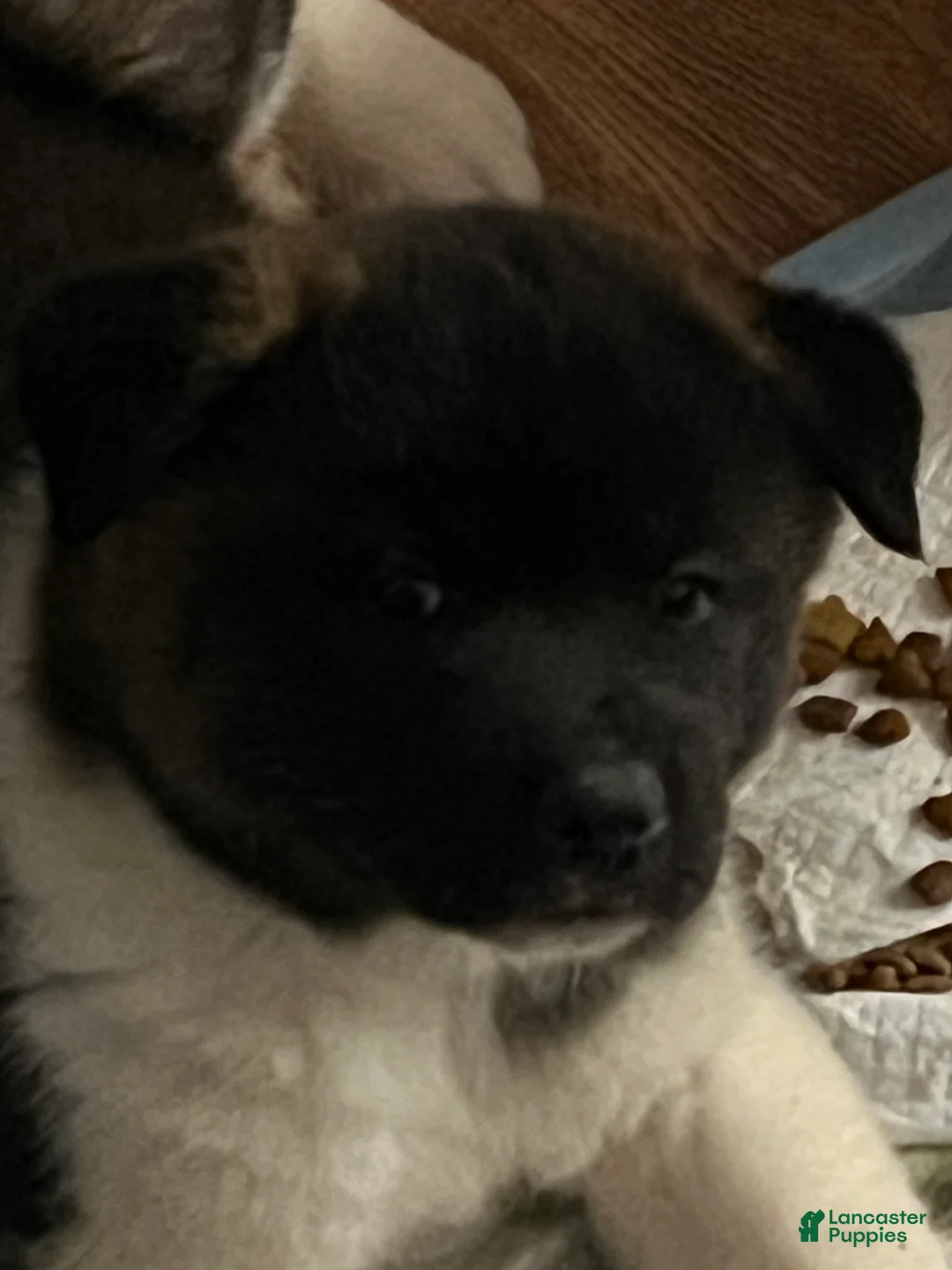 Akita dogs for sale: Cupid - Ad 3