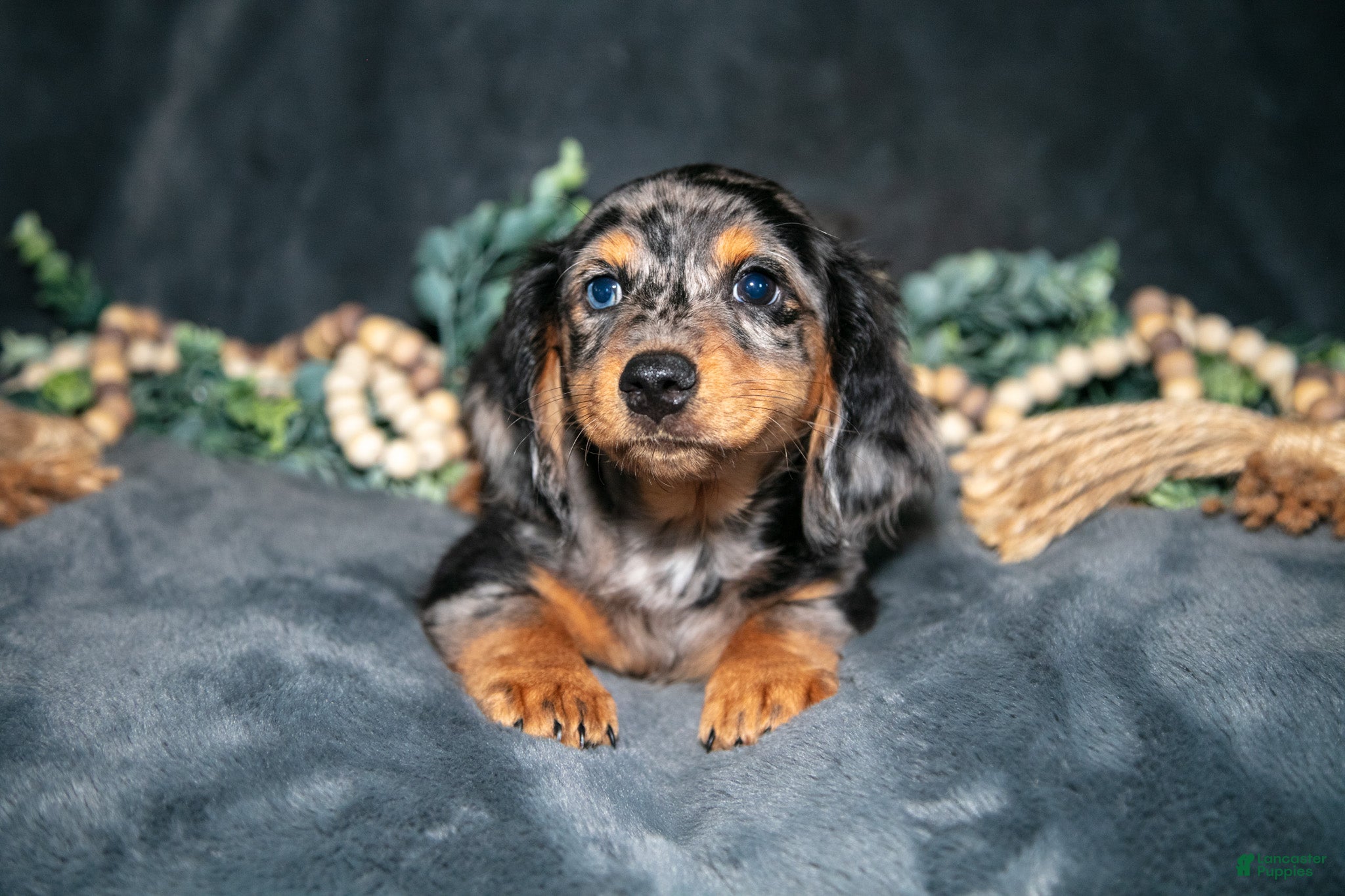 Miniature Dachshund dogs Ross - Ad 2