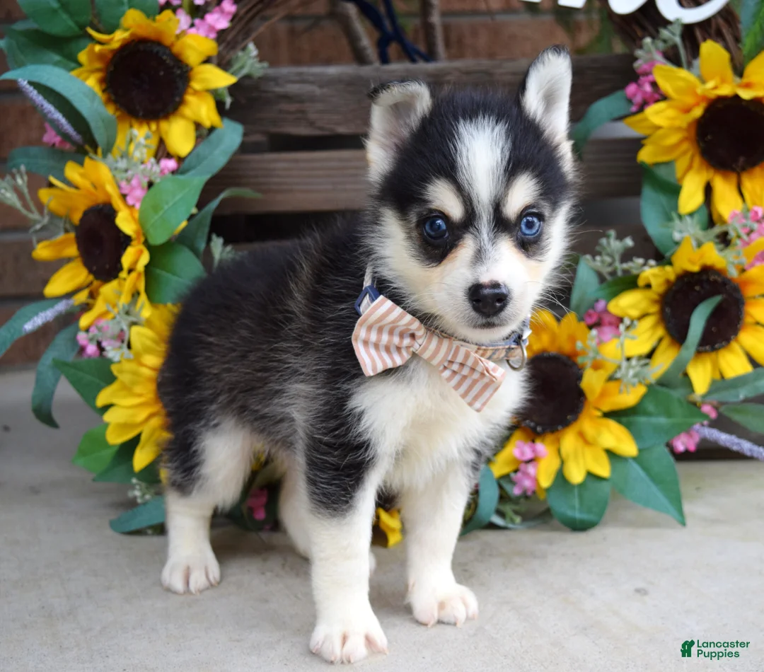 Pomsky dogs for sale: Paxton - Ad 8