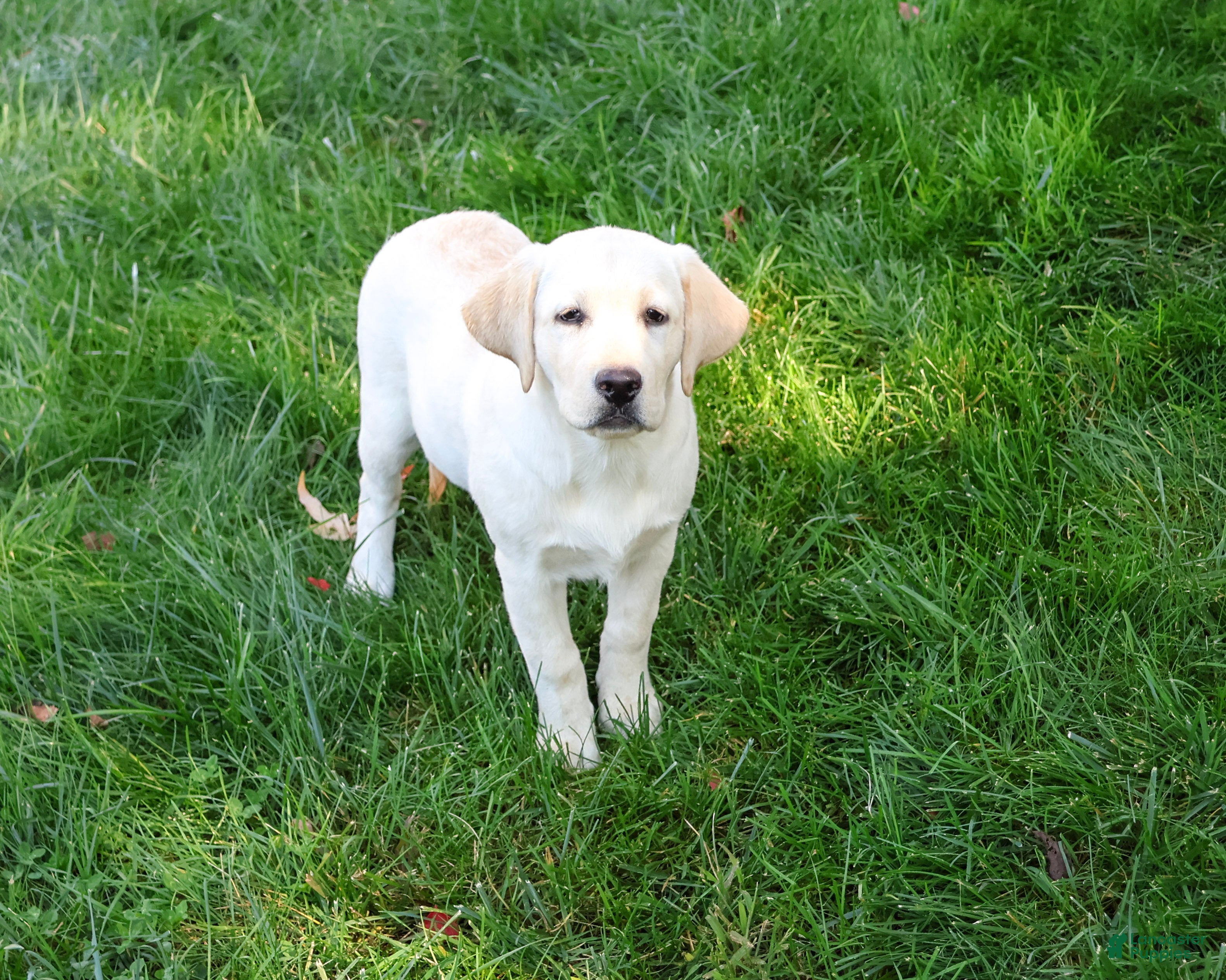 Labrador Retriever dogs Bubbles - Ad 2