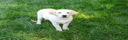 Labrador Retriever dogs for sale: Bubbles - Ad 2