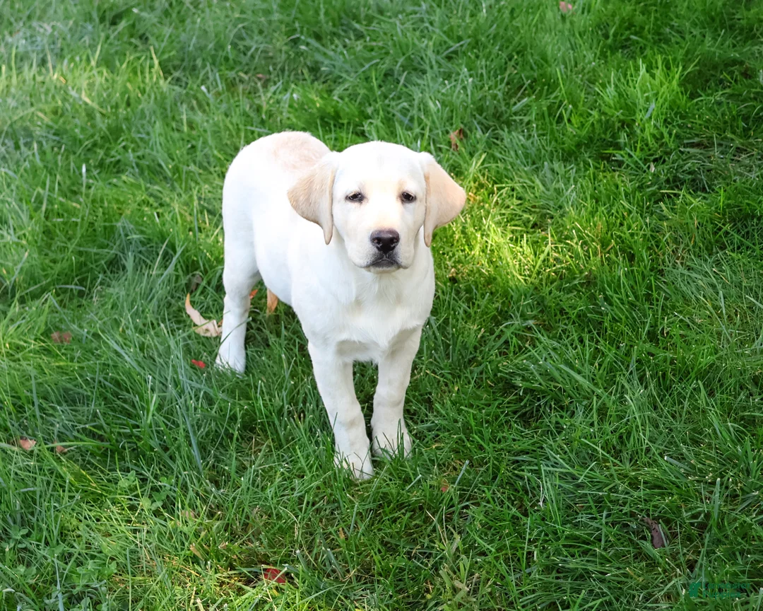 Labrador Retriever dogs for sale: Bubbles - Ad 2