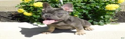 French Bulldog dogs for sale: French Bulldog 1 - Ad 13
