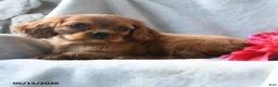 Cavalier King Charles Spaniel dogs for sale: Haley - Ad 4