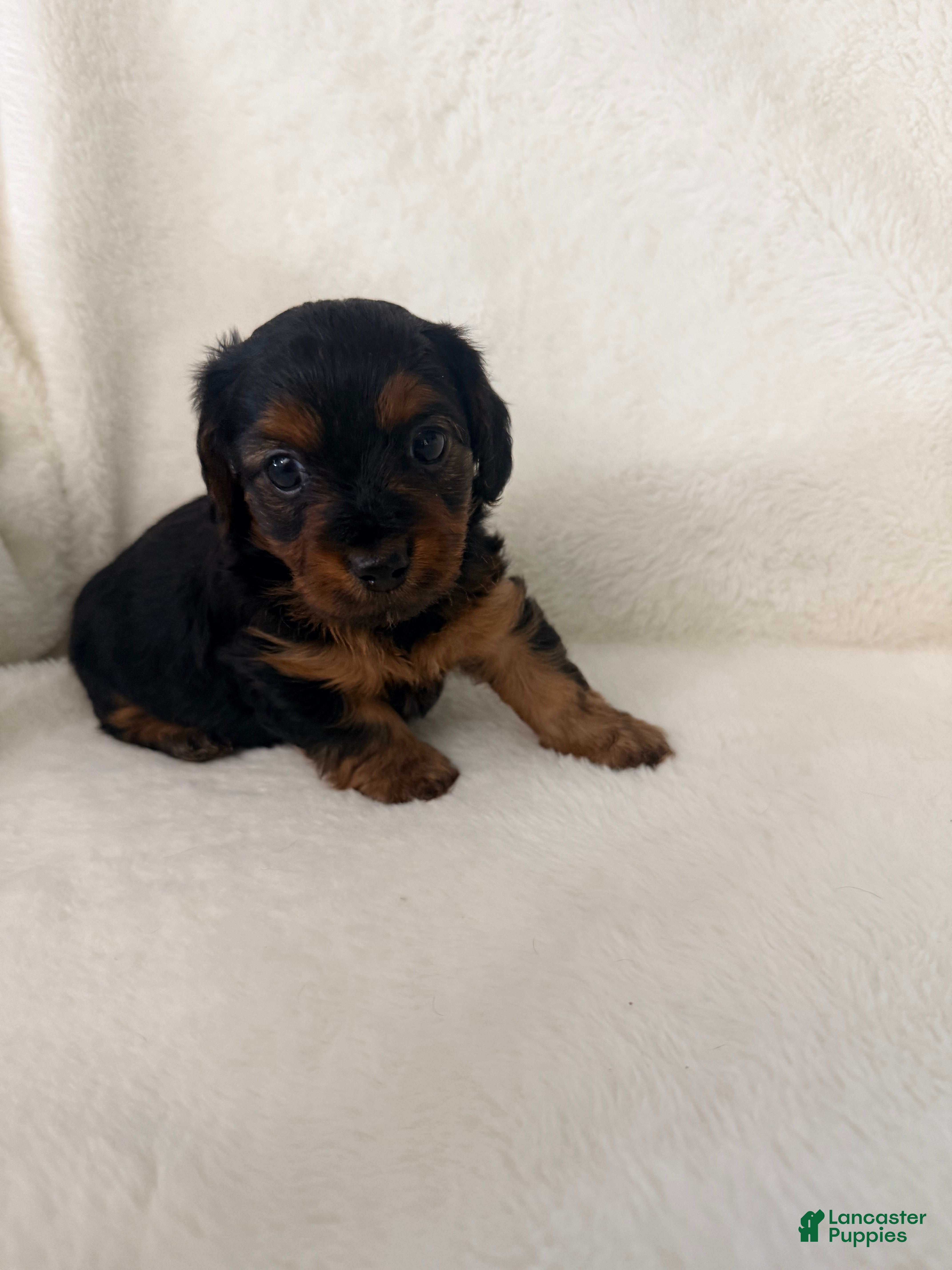 Dorkie dogs Sonny - Ad 2