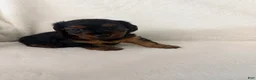 Dorkie dogs for sale: Sonny - Ad 2