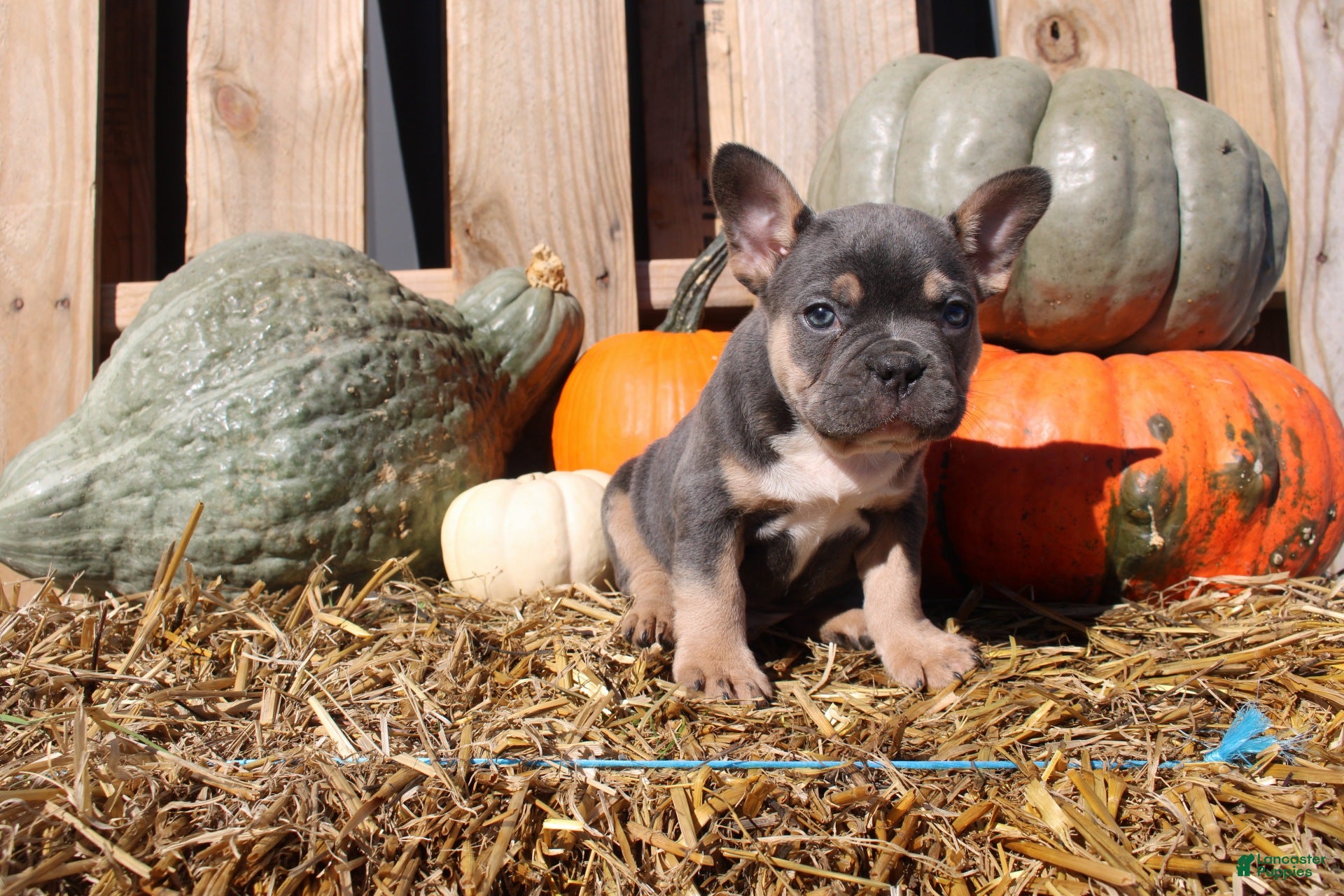 Frenchton dogs Tank  - Ad 2